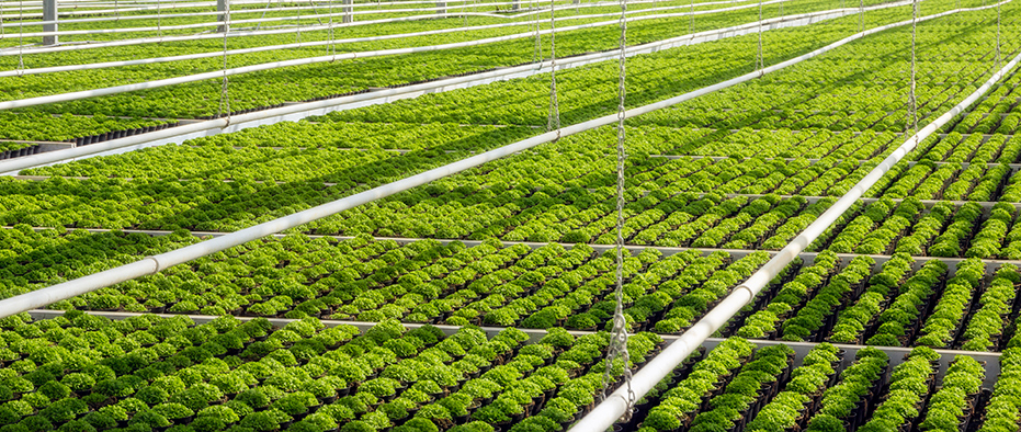 aquecimento solar para agronegócio